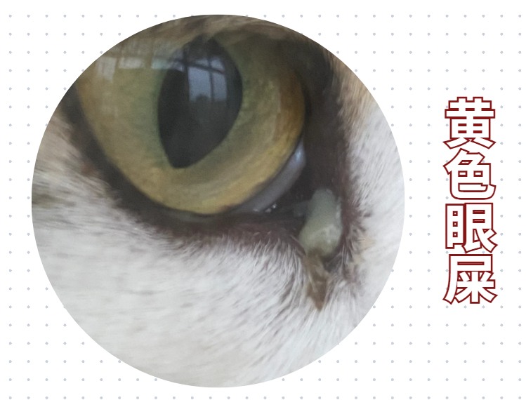 猫眼睛流脓一样的眼屎