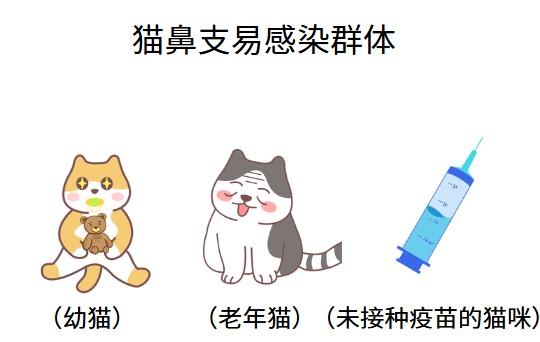 拯救爱猫！猫鼻支传染应对全攻略