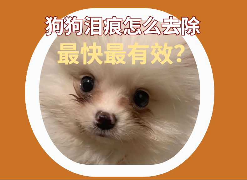 狗狗泪痕怎么去除最快最有效？