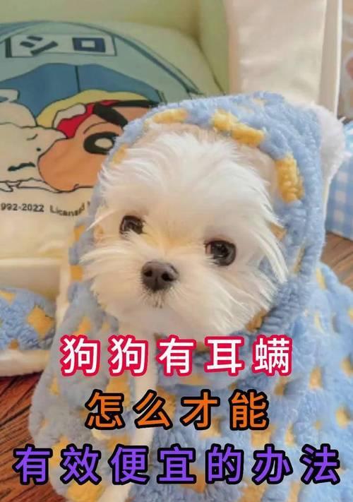 狗狗治疗耳螨的费用和护理措施（了解耳螨治疗费用及如何正确护理你的爱犬）