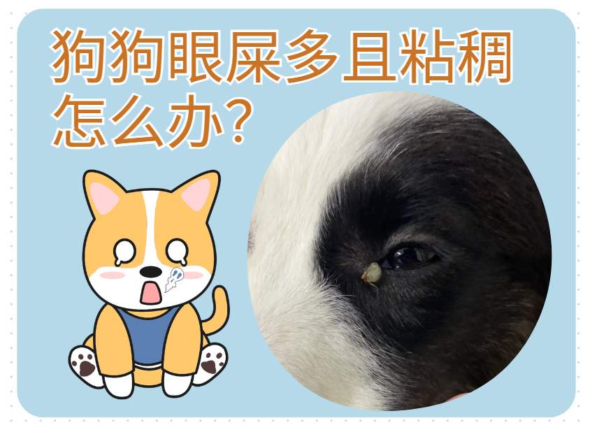 狗狗眼屎特别多还很黏稠怎么回事？