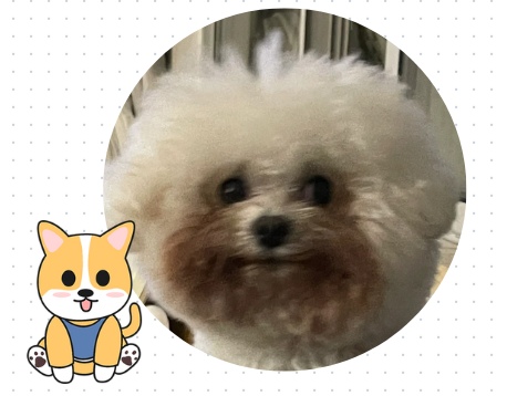 比熊泪痕严重怎么办？