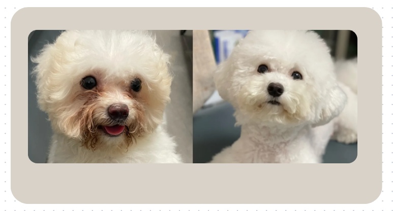 比熊泪痕严重怎么办？