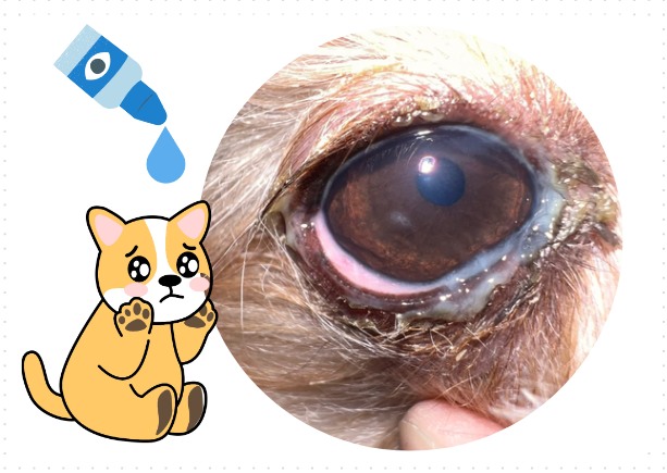 狗狗眼睛红有糊状眼屎用什么眼药水？