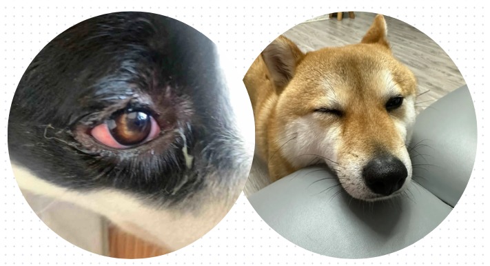狗狗眼屎特别多怎么回事？