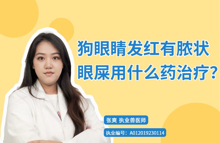 狗狗眼睛发红有脓状眼屎用什么药治疗？