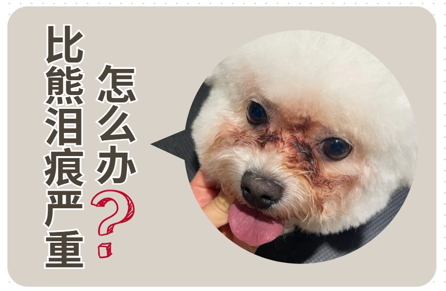 比熊泪痕严重怎么才能治好呢？