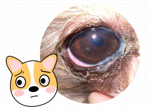 狗狗眼睛发红有脓状眼屎怎么办？