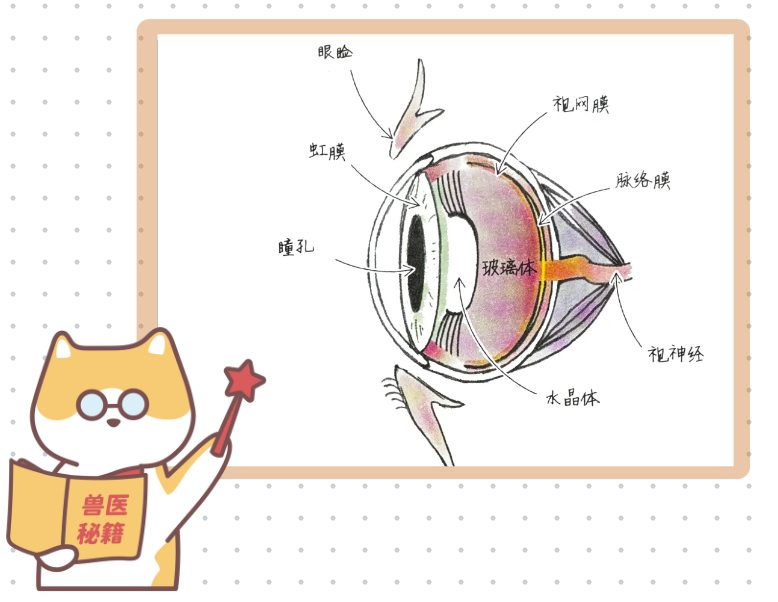 猫咪眼睛有脓性分泌物