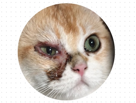猫咪眼睛发炎有脓性分泌物