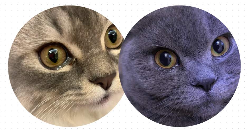 猫流眼泪是怎么回事？