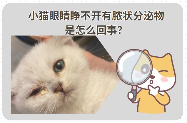 小猫眼睛睁不开有脓状分泌物是怎么回事？