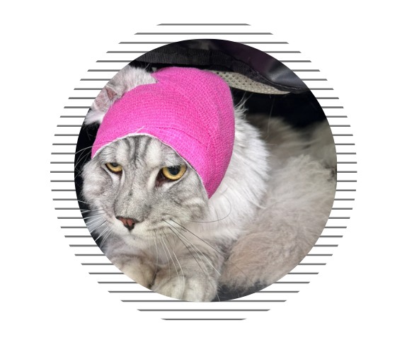 猫咪耳朵肿了怎么办？