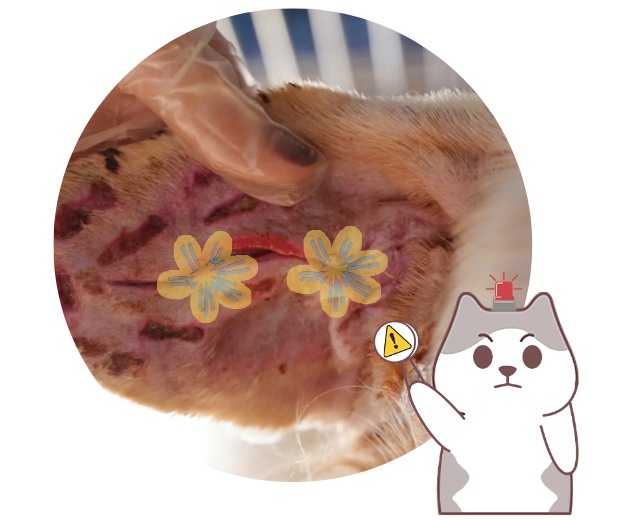 猫咪耳血肿怎么治疗？