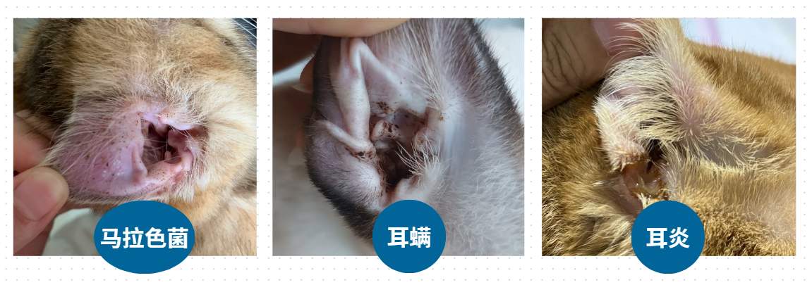 猫咪耳朵疾病