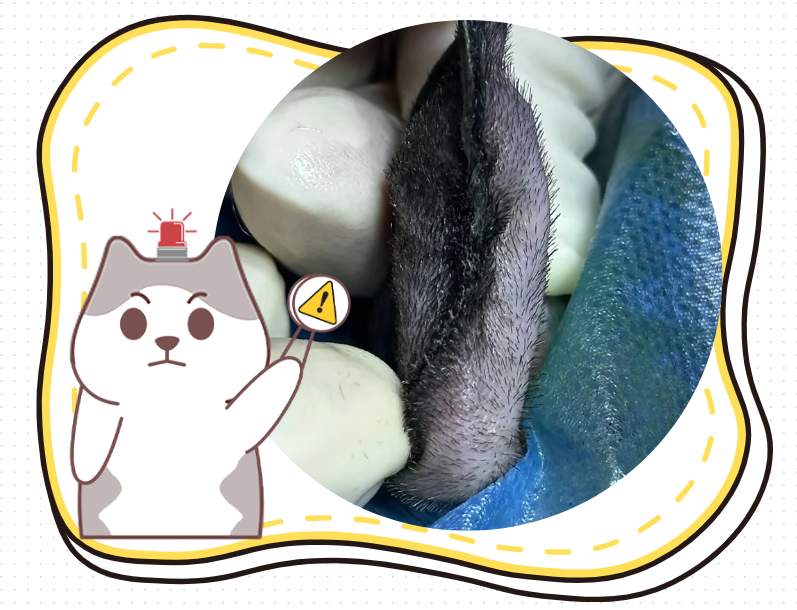 猫咪耳朵肿了一个大包像气球一样怎么办？