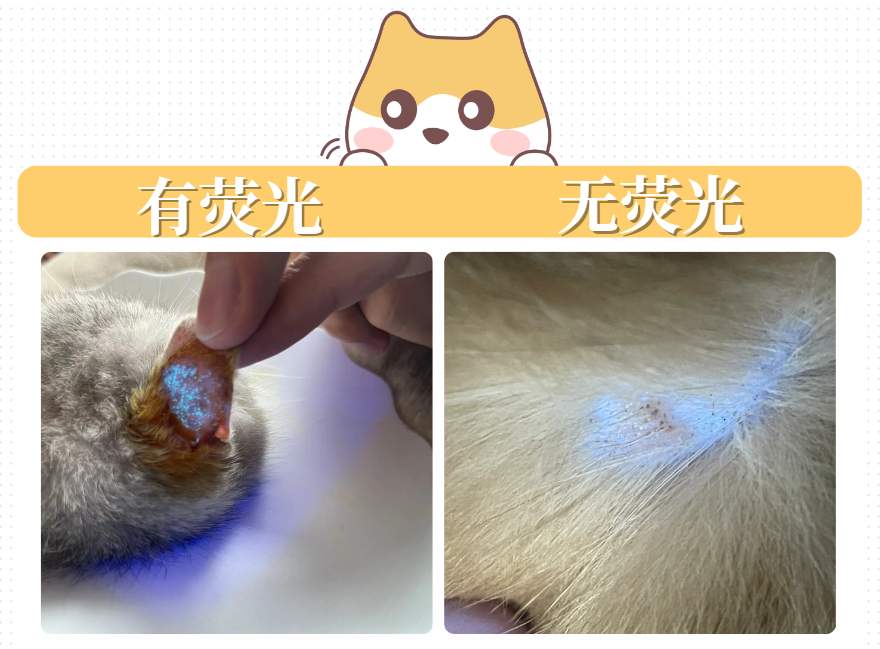 猫咪经常挠耳朵用什么药？