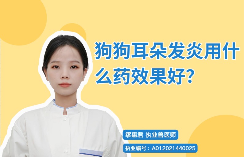 狗狗耳朵发炎用什么药效果好？