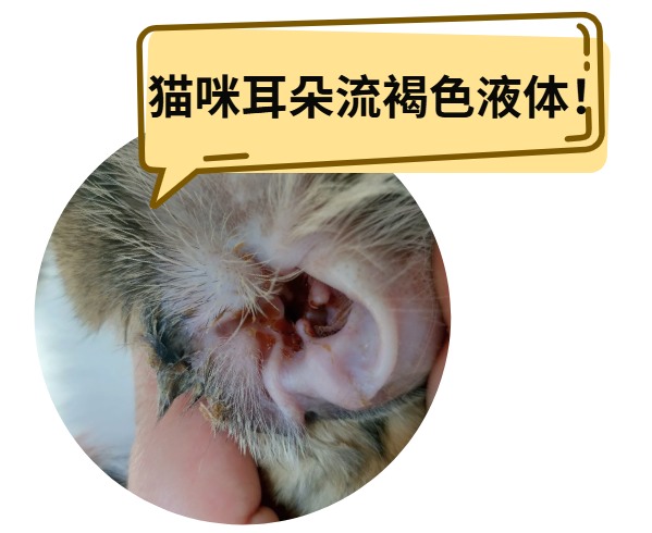 猫咪耳朵流出棕褐色液体怎么办？