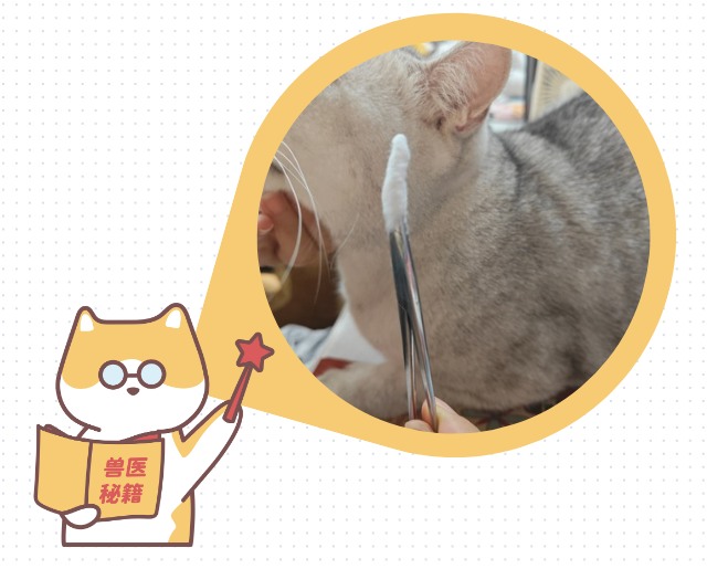 猫咪耳朵流出棕褐色液体怎么回事？