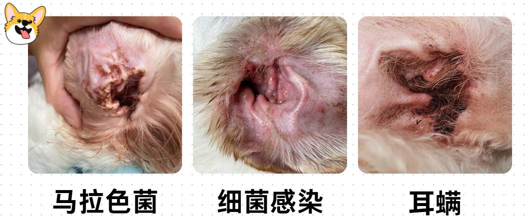 我家狗狗总把耳朵挠破是怎么回事？