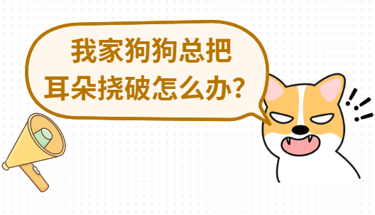 我家狗狗总把耳朵挠破怎么办？