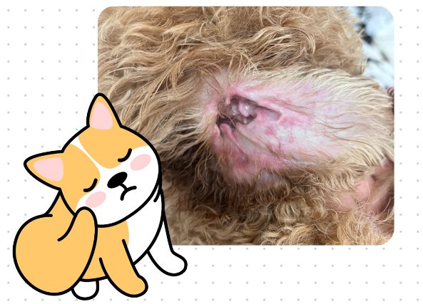 泰迪耳朵发炎了用什么药最有效？