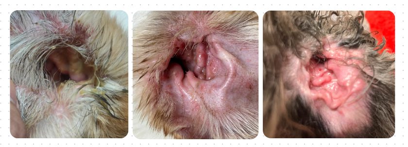 泰迪耳朵发炎怎么治？