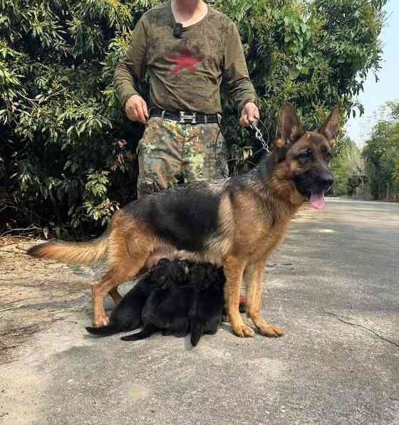 探寻桂林犬舍的独特魅力（品味桂林犬舍的丰富多样与温暖关怀）