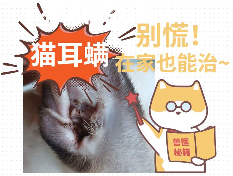 猫咪耳螨怎么治疗？