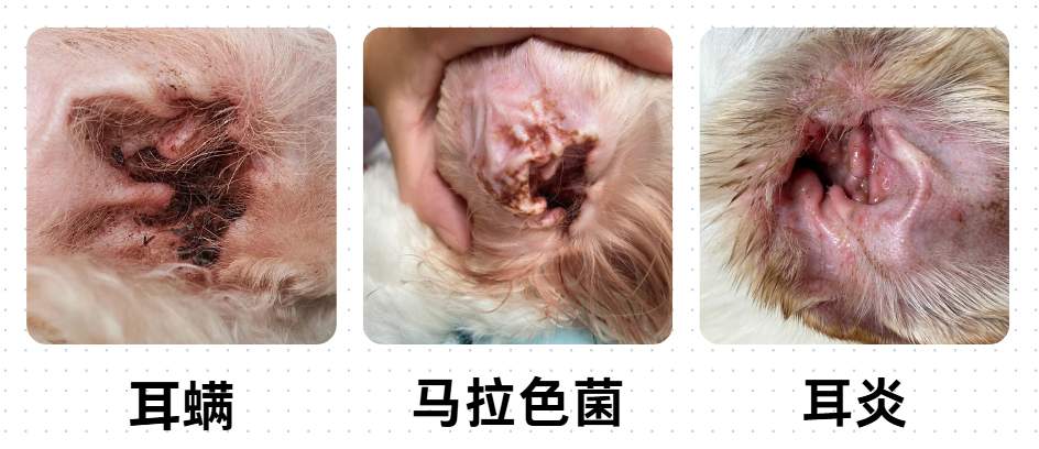 狗狗的耳朵臭臭的怎么办？