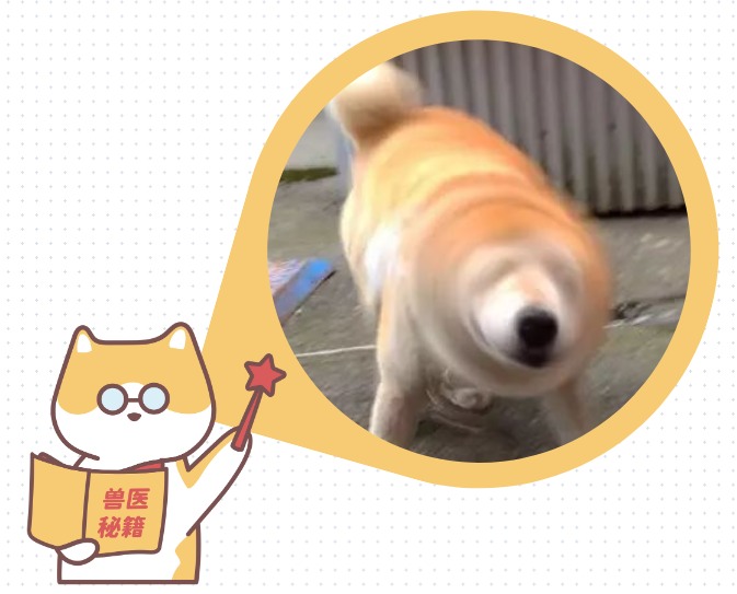 狗狗一直摇头甩耳朵怎么回事