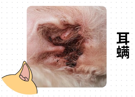 狗狗频繁甩耳朵怎么解决