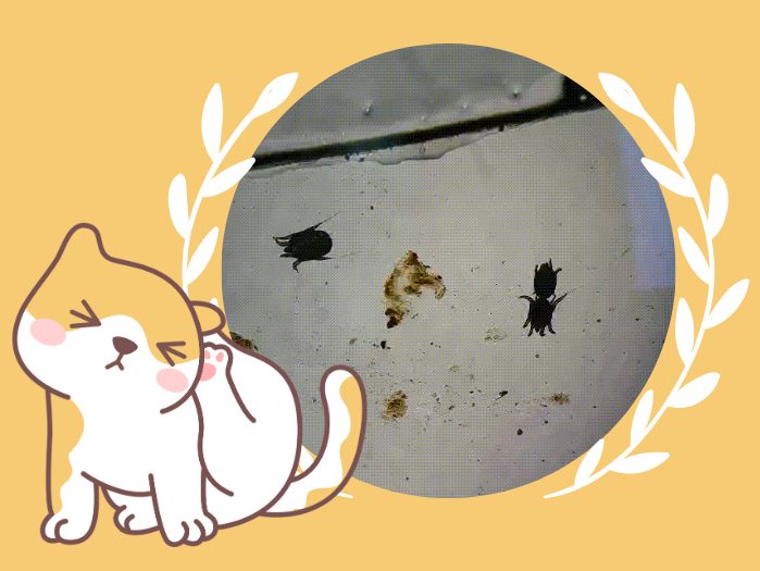 小猫耳螨用什么药？