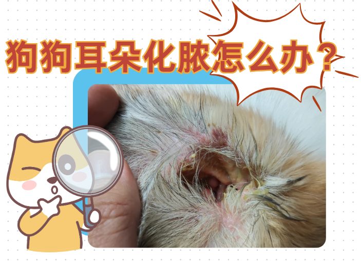 拉布拉多耳朵化脓怎么处理？