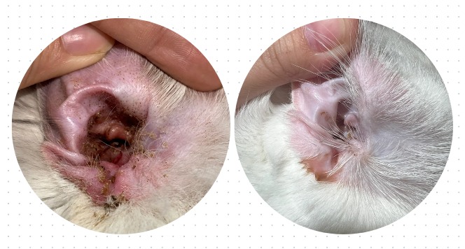 拉布拉多耳朵化脓