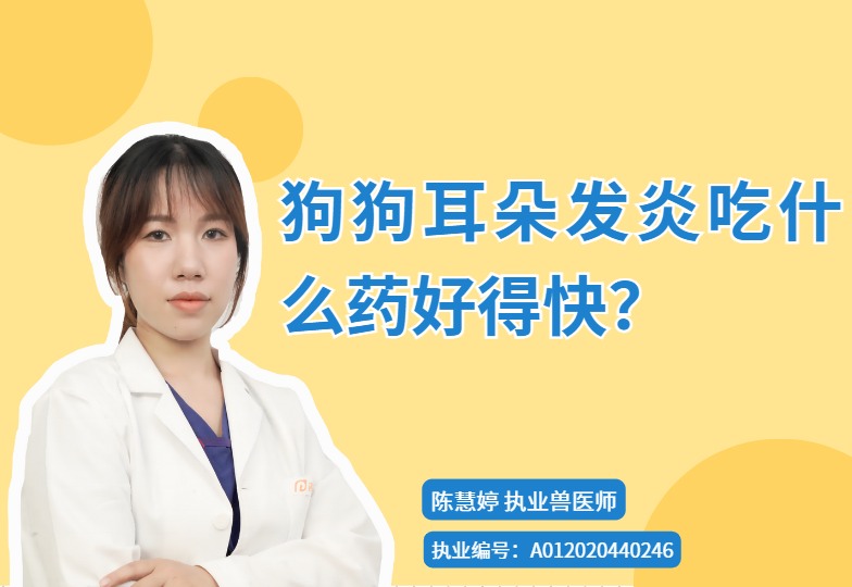 狗狗耳朵发炎吃什么药好得快？