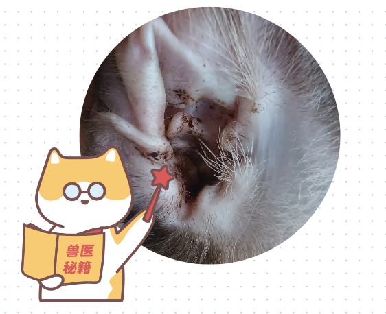 猫有耳螨会不会传染人？