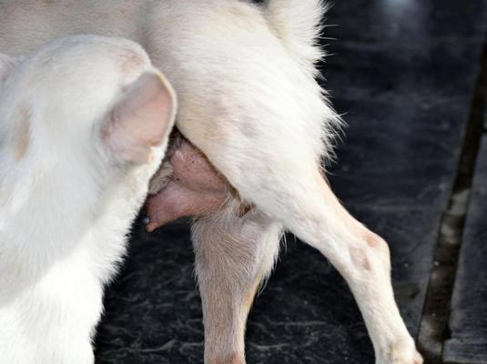 怀孕前多久与狗隔离的重要性（保护孕妇健康，宠物和孕期需要关注的事项）