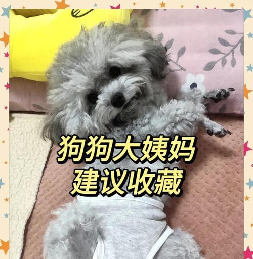 狗狗的生理周期（了解狗狗生理周期的重要性与常见问题）