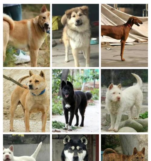 狗狗品种大全——探索各类可爱狗狗的特点和特征（全面了解不同狗狗品种，带你进入狗狗的多彩世界）