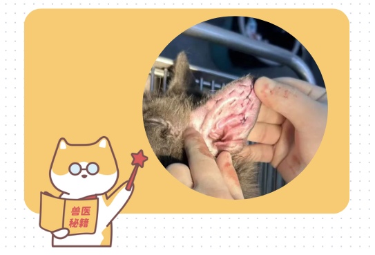 猫咪耳血肿怎么治疗
