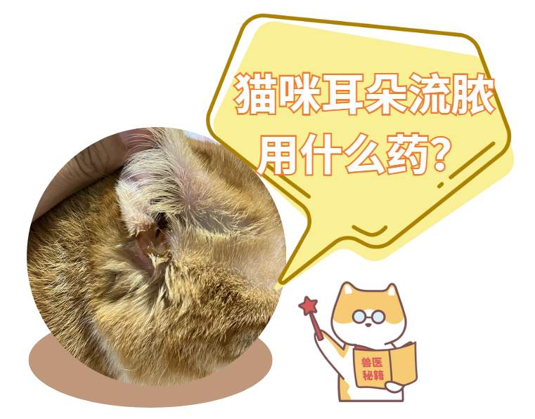 猫咪耳朵流脓怎么办？