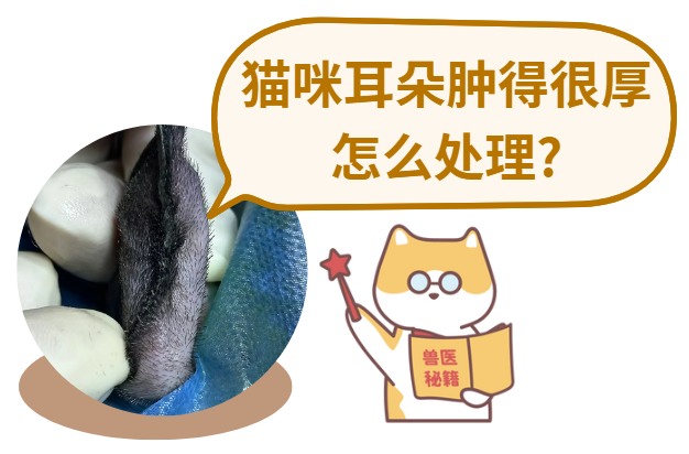 猫咪耳血肿怎么处理？