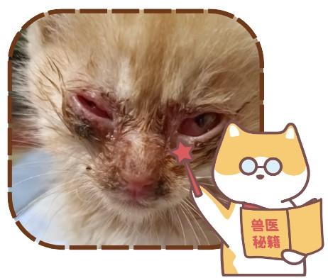 猫鼻支康复周期，一文读懂！