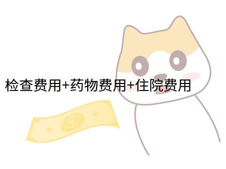 猫鼻支治疗多少钱？全面解析让你不再迷茫