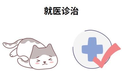 猫鼻支治疗多少钱？全面解析让你不再迷茫