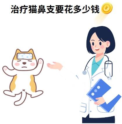 猫鼻支治疗多少钱？全面解析让你不再迷茫