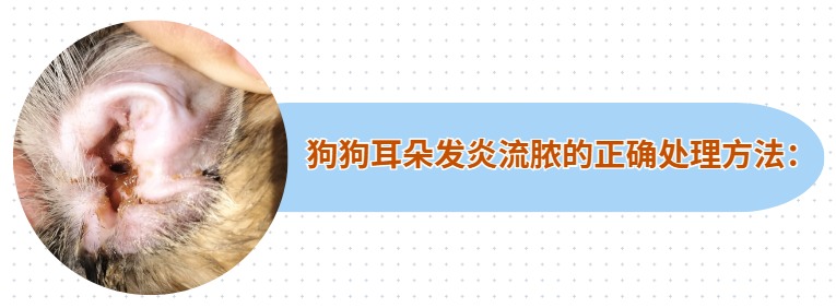 狗狗耳朵发炎流脓怎么办？