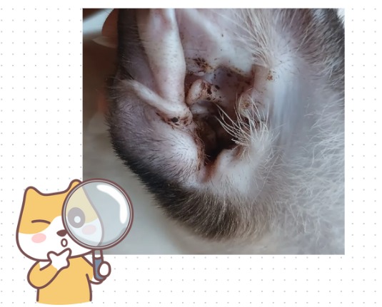 猫猫耳朵有黑色分泌物